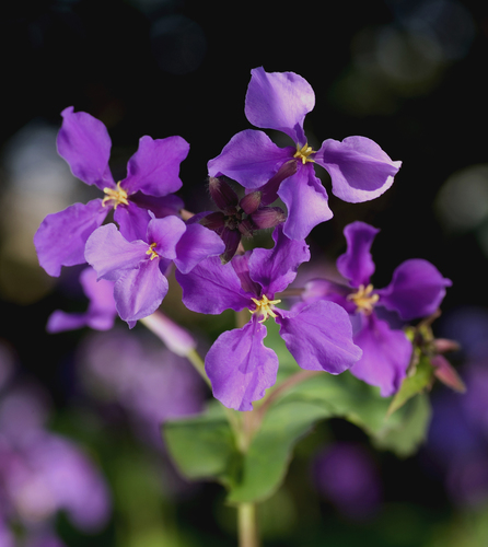 Orychophragmus violaceus (Second moon orchid) — photo