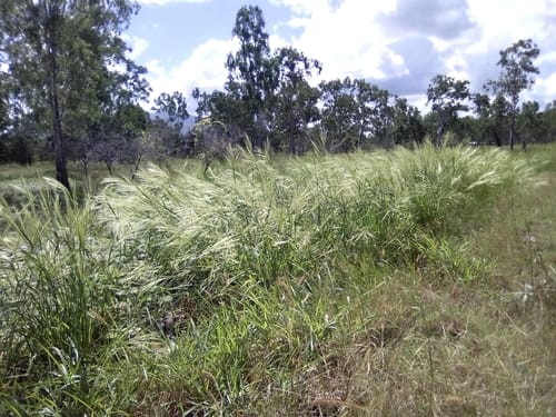 Oryza australiensis (Australian wild rice) — photo