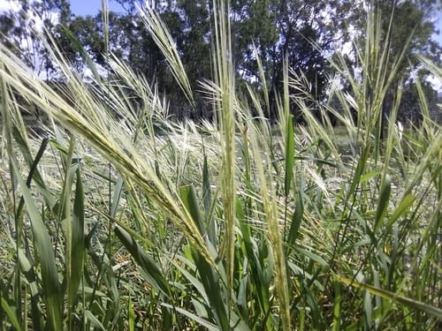 Oryza australiensis (Australian wild rice) — photo
