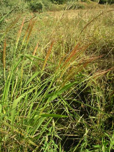 Oryza barthii (African perennial rice) — photo