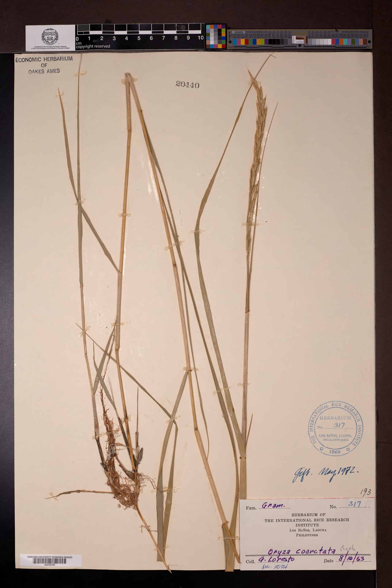Oryza coarctata