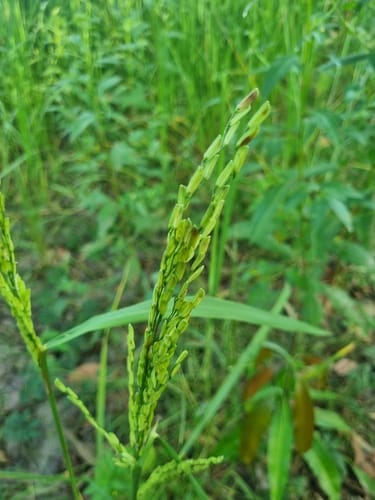 Oryza glaberrima subsp. stapfii (African rice) — photo