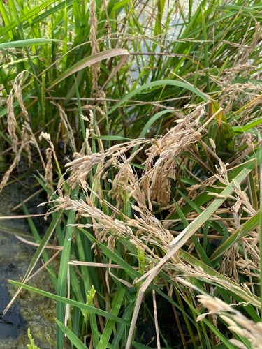 Oryza glaberrima subsp. stapfii