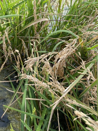 Oryza glaberrima (Floating rice) — photo