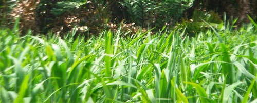 Oryza latifolia — photo