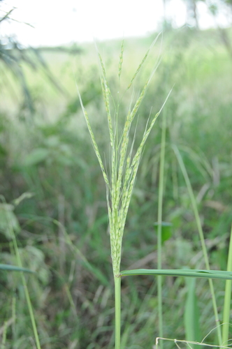 Oryza latifolia — photo