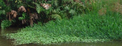 Oryza latifolia