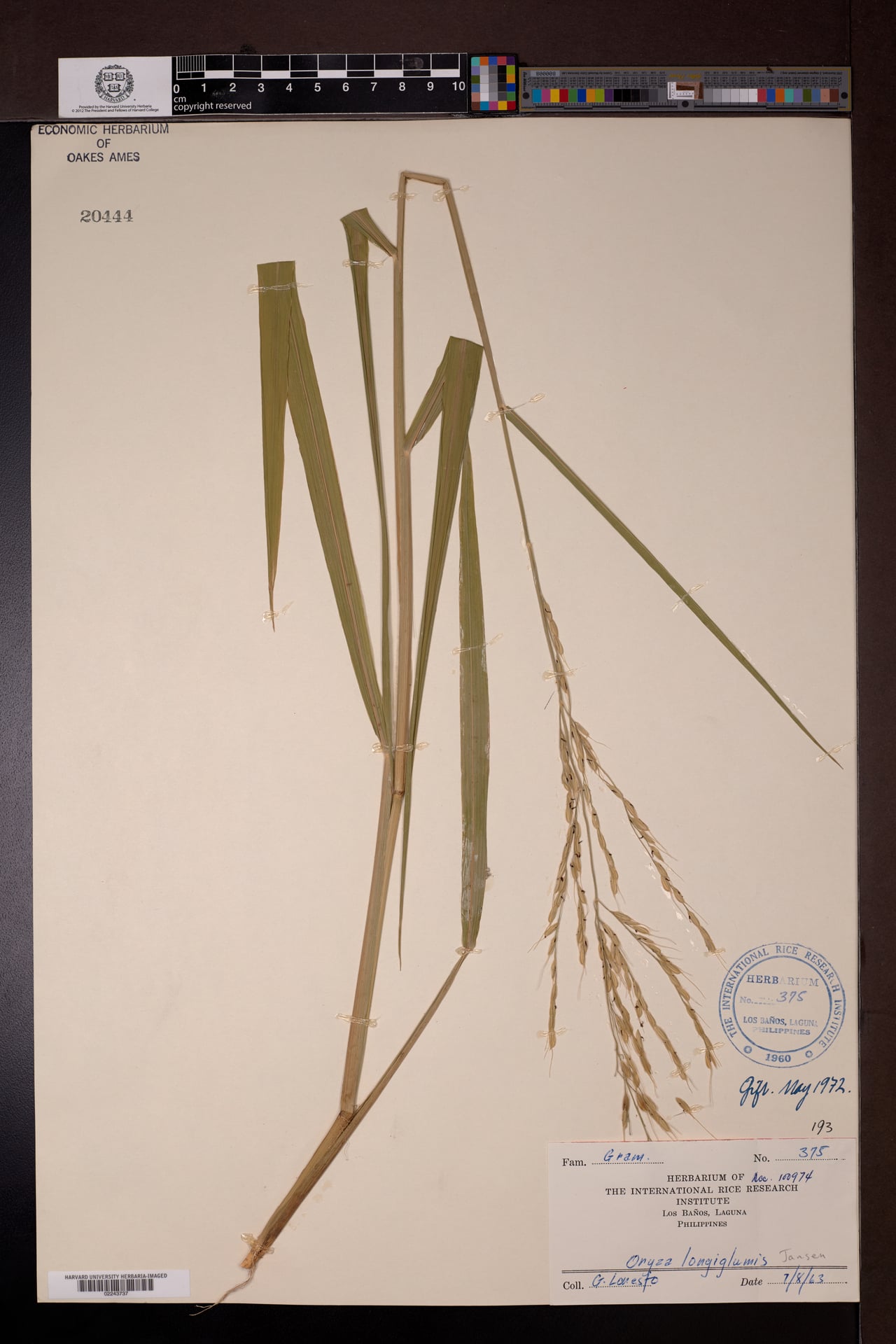 Oryza longiglumis — photo