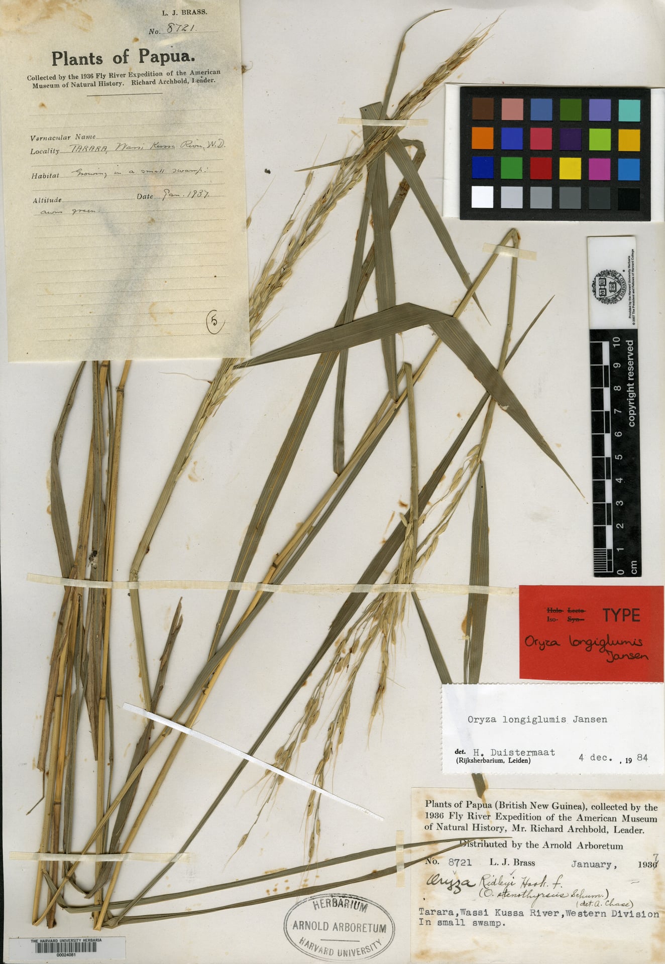 Oryza longiglumis — photo