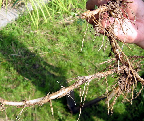 Oryza longistaminata — photo