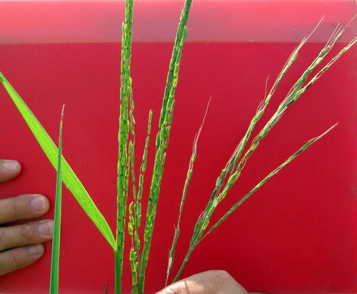 Oryza longistaminata