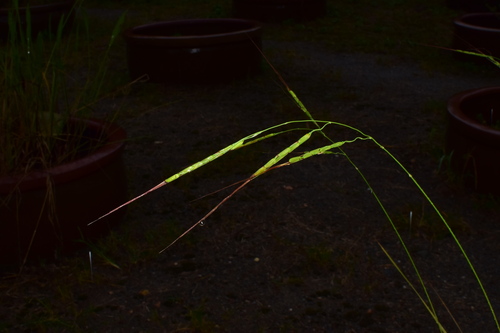 Oryza meridionalis (Australian Wild rice) — photo