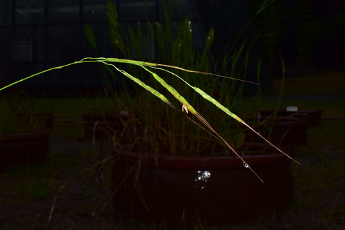 Oryza meridionalis (Australian Wild rice) — photo
