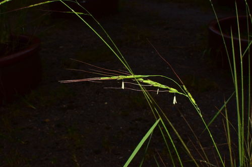 Oryza meridionalis