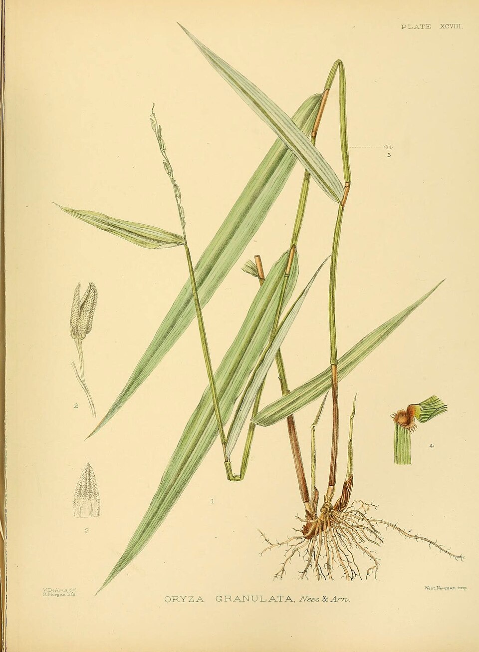 Oryza meyeriana