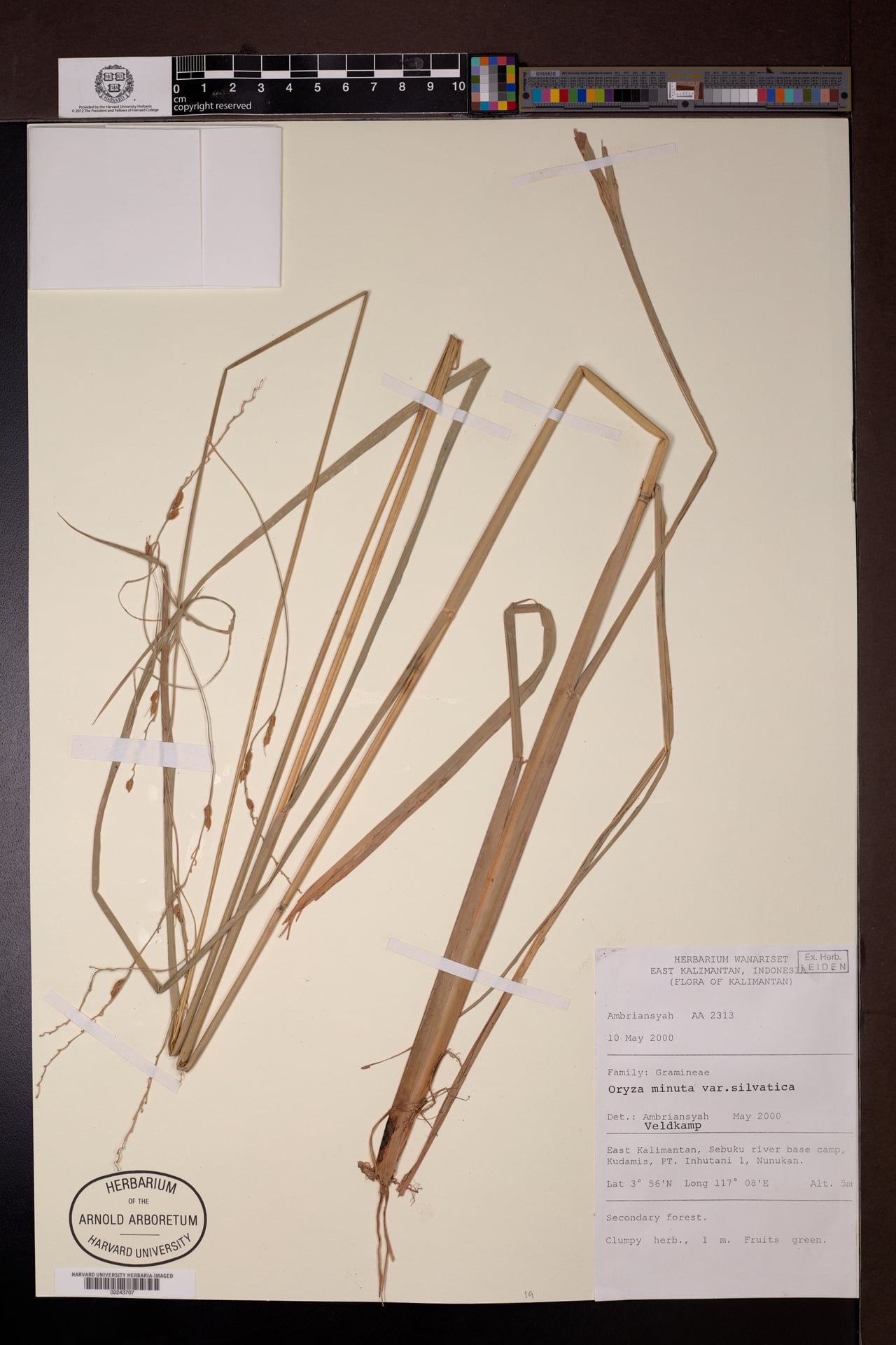 Oryza minuta
