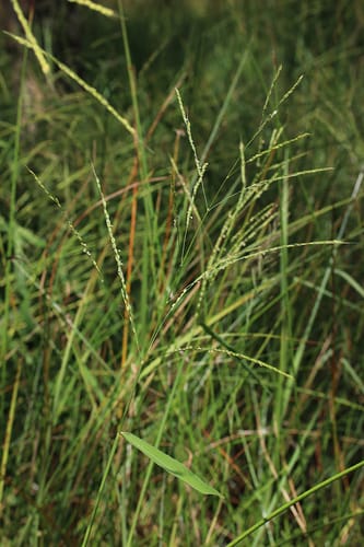 Oryza officinalis — photo