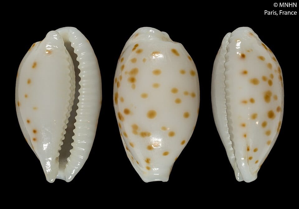 Oryza punctata (Wadi rice) — photo