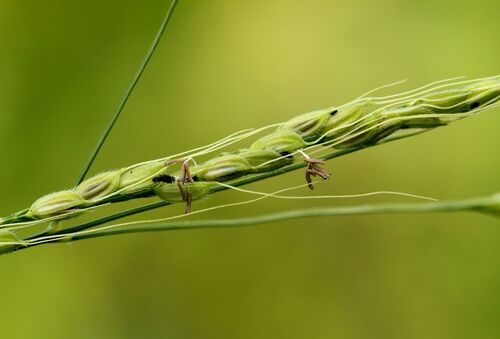Oryza punctata
