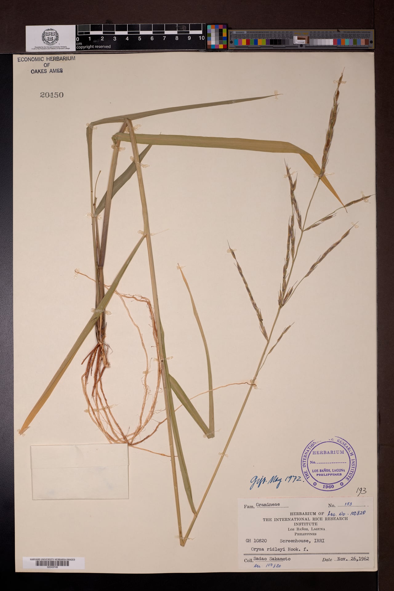 Oryza ridleyi — photo