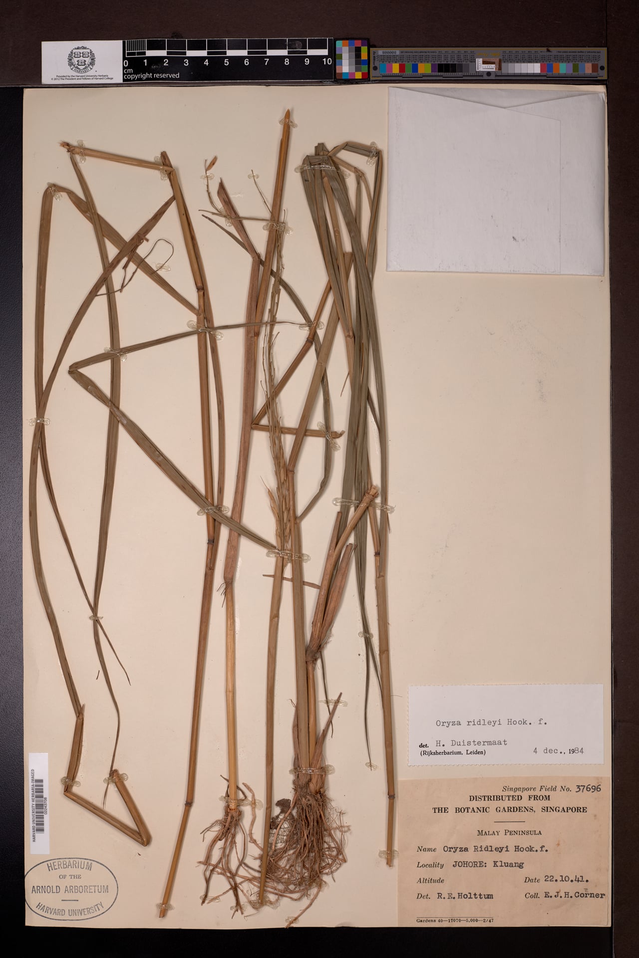 Oryza ridleyi — photo