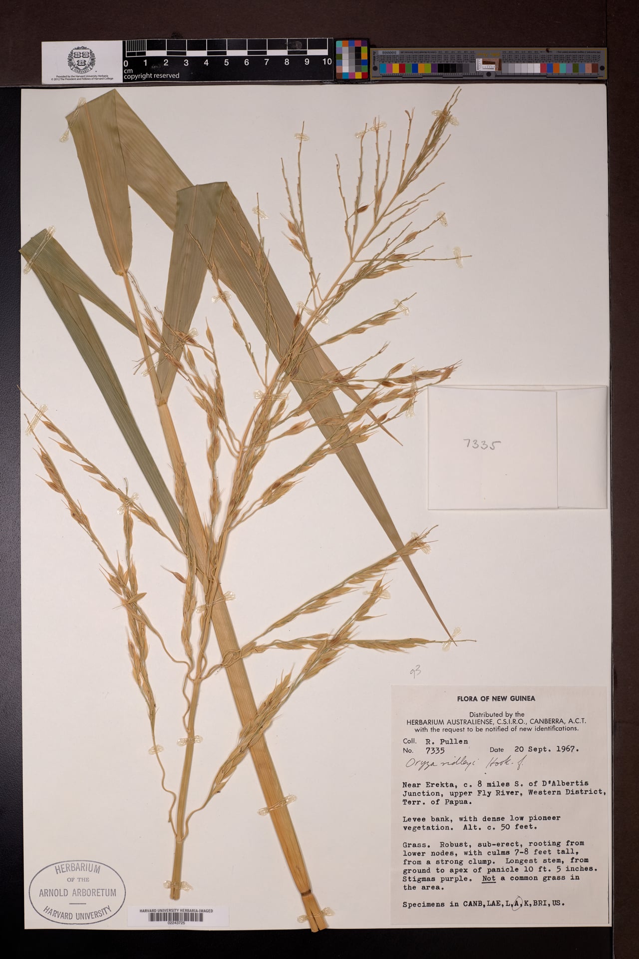 Oryza ridleyi