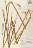 Oryza rufipogon (Wild rice) — photo