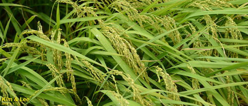 Oryza sativa (Rice) — photo