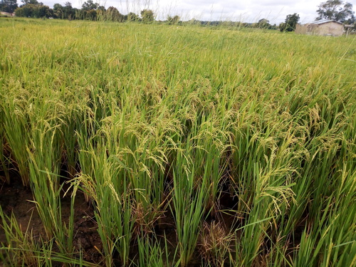Oryza sativa (Rice) — photo