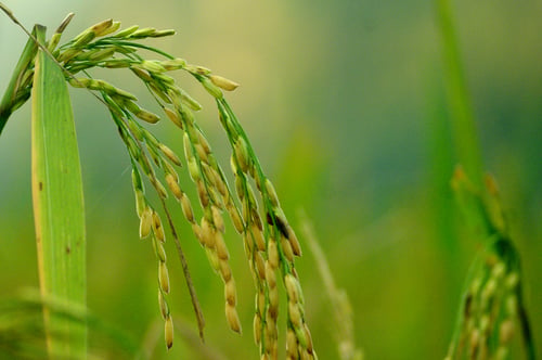 Oryza sativa