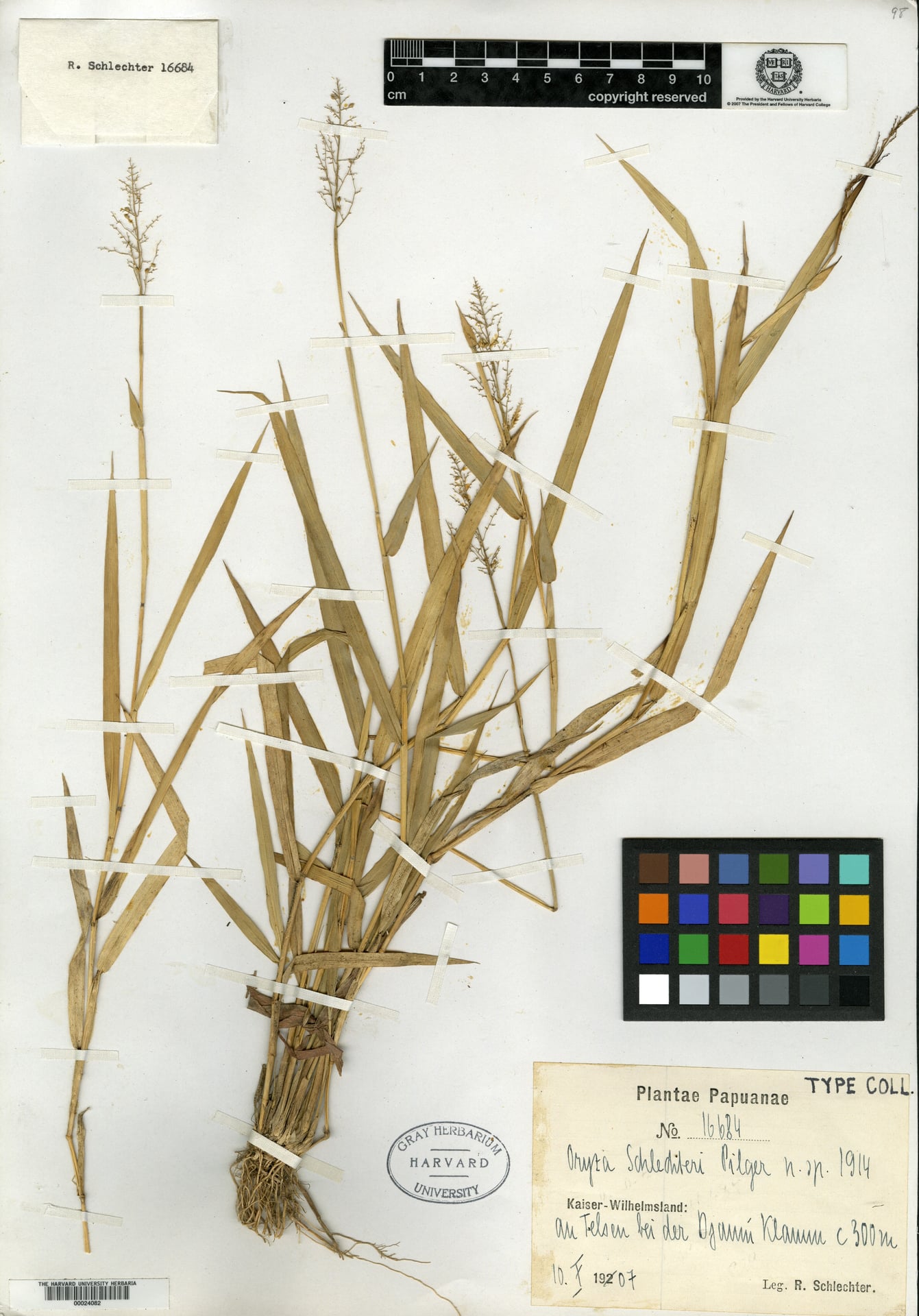 Oryza schlechteri
