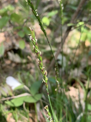 Oryzopsis asperifolia (Mountain rice) — photo