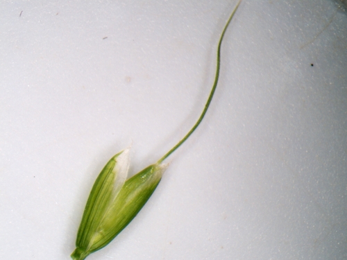 Oryzopsis asperifolia (Mountain rice) — photo