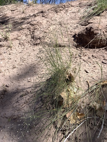 Oryzopsis hymenoides (Indian ricegrass) — photo