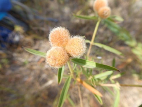 Osbeckia australiana (Osbeckia) — photo
