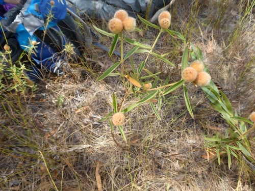 Osbeckia australiana (Osbeckia) — photo