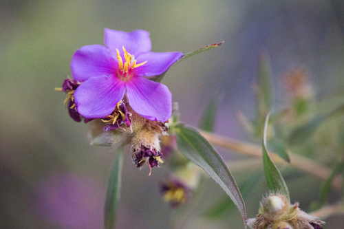 Osbeckia australiana