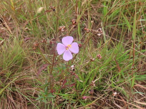 Osbeckia chinensis — photo