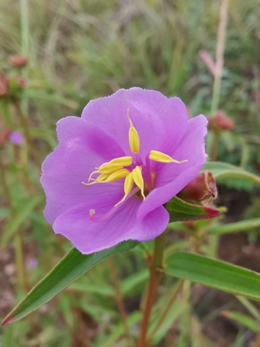 Osbeckia chinensis