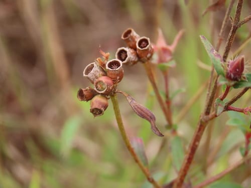 Osbeckia chinensis — photo