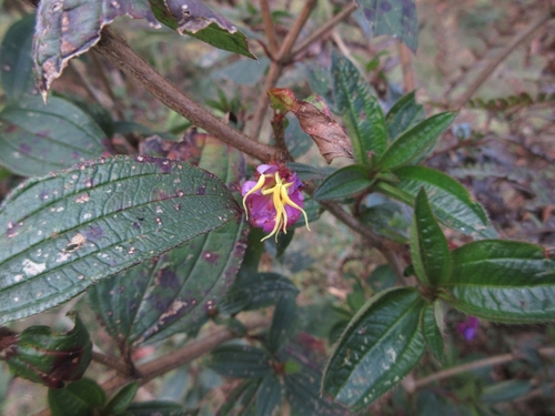 Osbeckia crinita — photo