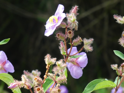 Osbeckia crinita — photo