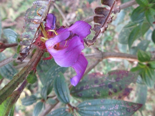 Osbeckia crinita