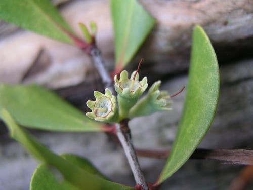 Osbornia octodonta (Myrtle mangrove) — photo