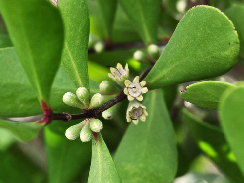 Osbornia octodonta (Myrtle mangrove) — photo