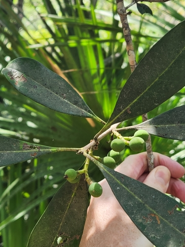 Osmanthus americanus (American olive) — photo
