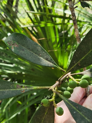 Osmanthus americanus (American olive) — photo
