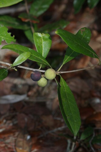 Osmanthus americanus