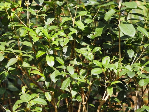 Osmanthus fragrans (Sweet olive) — photo