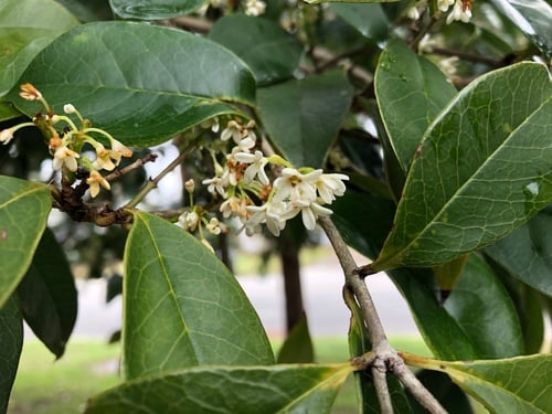 Osmanthus fragrans (Sweet olive) — photo